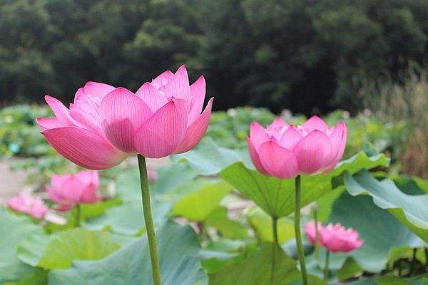 1560738885274727.jpg 42.jpg