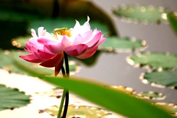 1560738895924533.jpg 43.jpg