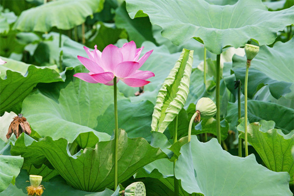 武汉夏日赏荷花的7个去处