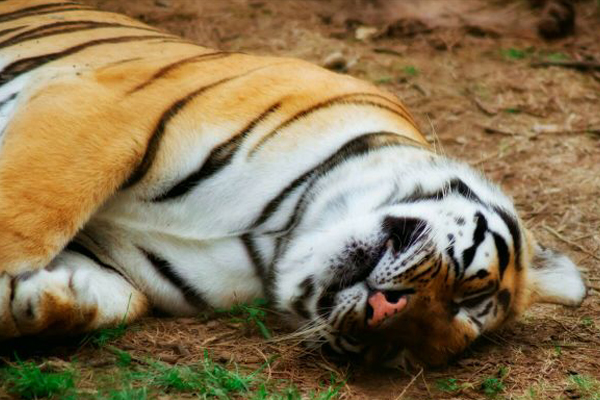 九峰森林动物园怎么样(地址+门票+交通信息)