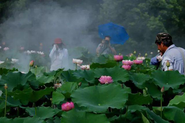 1566295810368825.jpg 荷花2.jpg