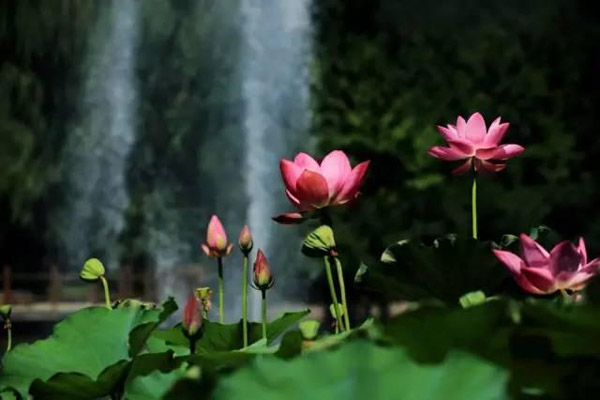 1566295816174362.jpg 荷花3.jpg