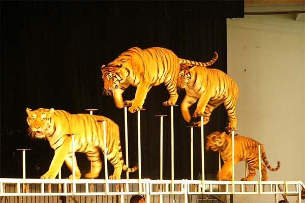 武汉九峰森林动物园的项目介绍