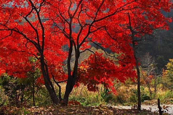 武汉秋天赏红叶去哪里 江城最好的3个红叶观赏点