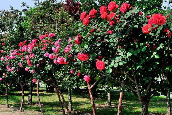 1571387448397803.jpg 2.jpg