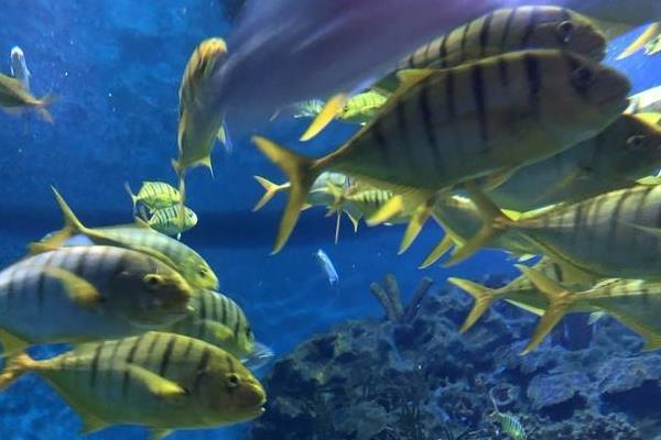 1586946431242634.jpg 1.jpg