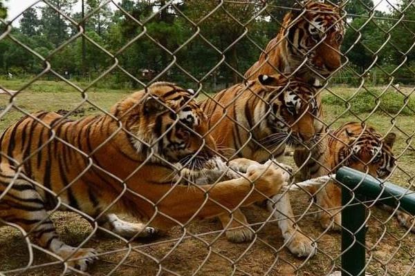 1586946485838580.jpg 2.jpg