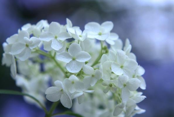 木兰花乡可以用年卡吗 花期表 门票预订