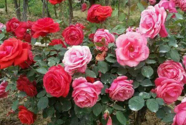 1590118121659664.jpg 4.jpg