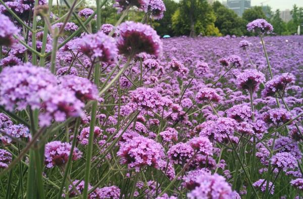 1590118125856728.jpg 3.jpg