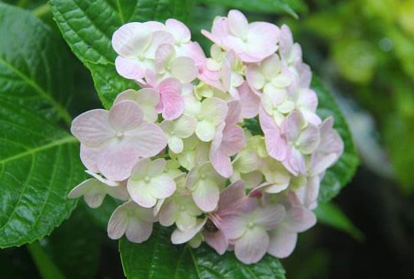 1590118130569171.jpg 2.jpg