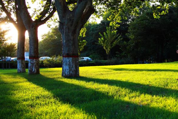 北洋桥中央生态公园最新消息 在哪