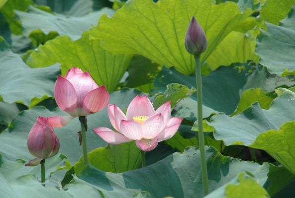 1593738447665717.jpg 3.jpg