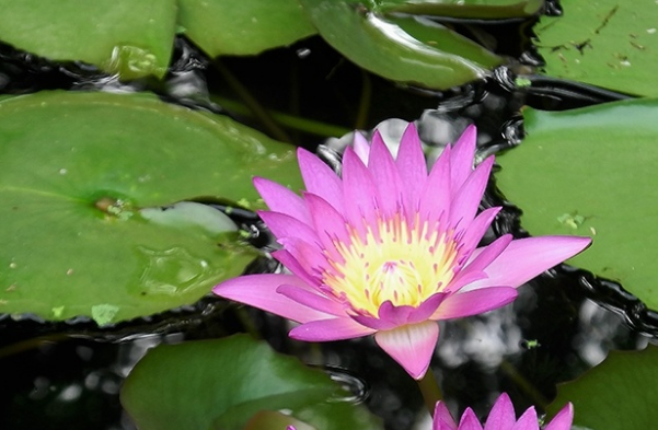 武汉市内赏荷花在什么地方 武汉荷花哪里的最多