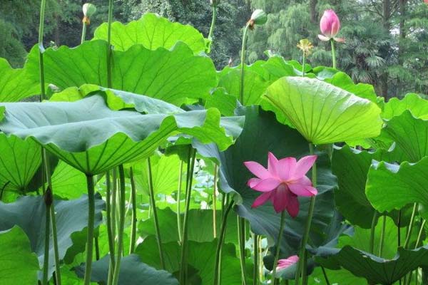 1593747663894249.jpg 6.jpg