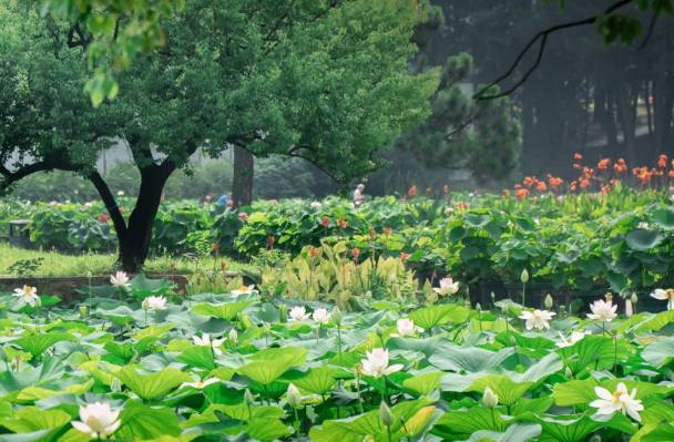 2020年武汉赏荷花的位置有哪些