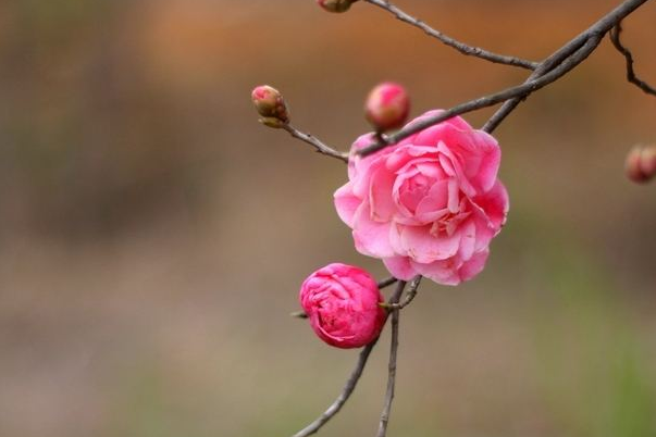 2020年武汉市蔡甸金龙水寨游玩攻略