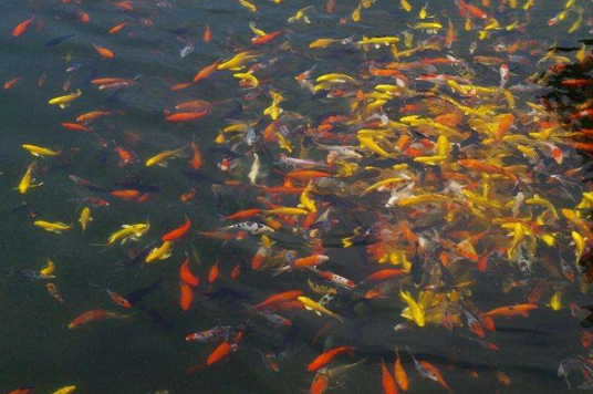 东湖飞鸟世界表演时间2020最新