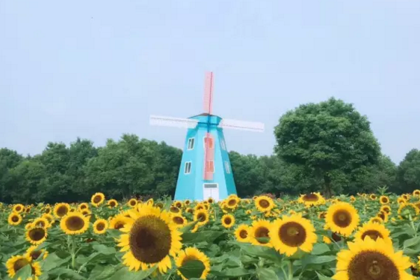 武汉哪里有向日葵花海推荐2020