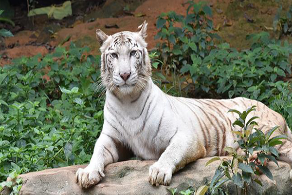 1561714664607352.jpg 33.jpg