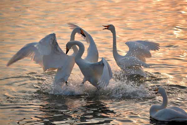 1563166568609402.jpg 2.jpg