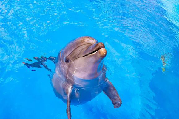 上海海昌海洋公园演出时间表节目单