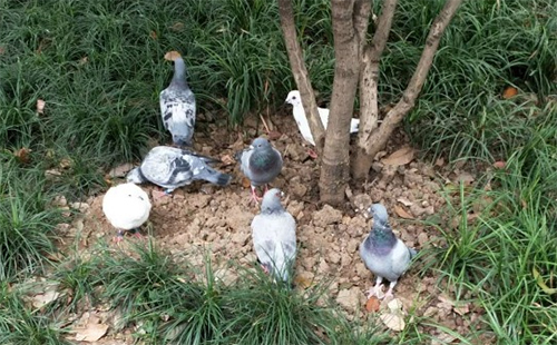 小南湖公园发现7只受伤信鸽 等待养鸽爱好者领养