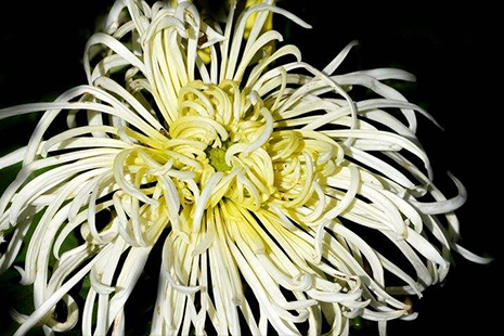 菊花大師講解花瓣區分菊花的方法