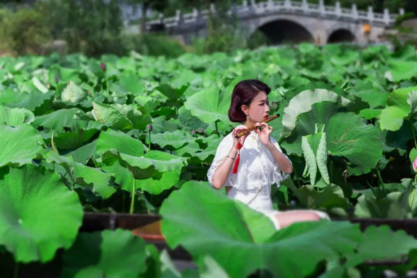 武汉荷花节2019蔡甸分会场在哪(蔡甸荷花节怎么去)