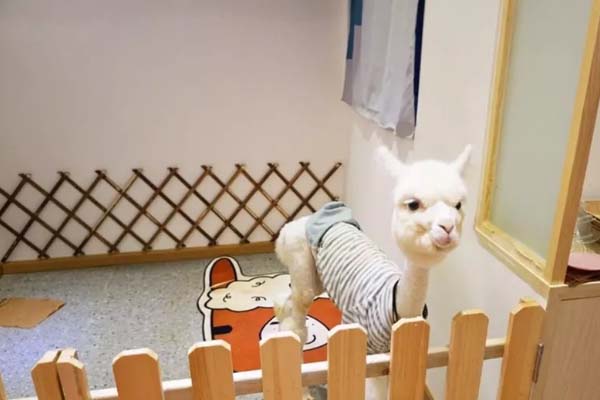 你知道武汉哪些店铺可以“撸”小动物吗