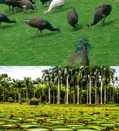 西雙版納景色-春節(jié)重慶到云南旅游