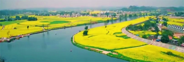 2020潼南油菜花開了，潼南油菜花節一日游線路介紹