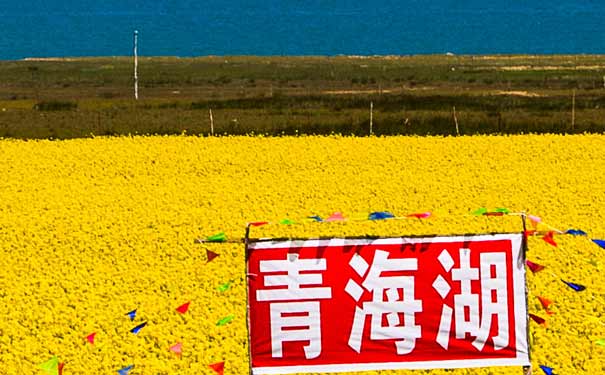 重庆到青海湖自驾游：青海湖门源油菜花