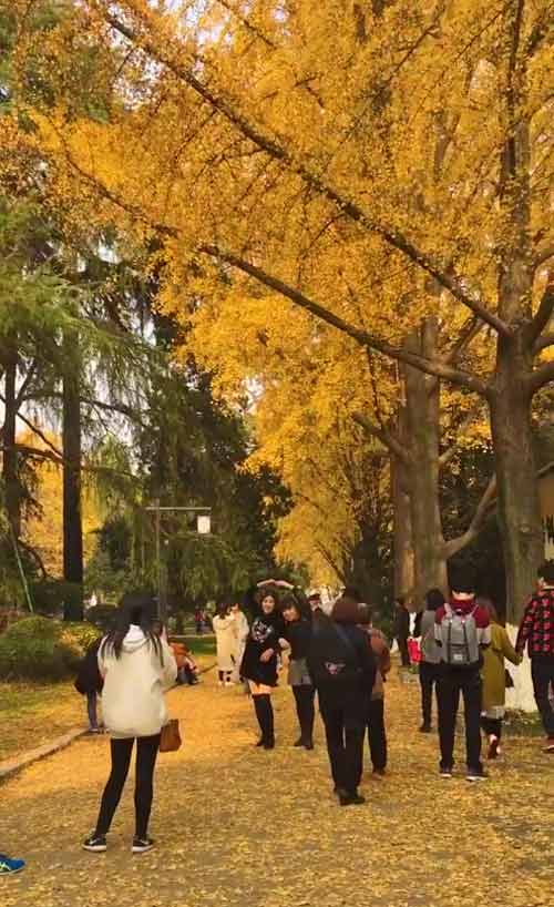 南京最美八大賞銀杏地推薦：南京玄武湖銀杏大道