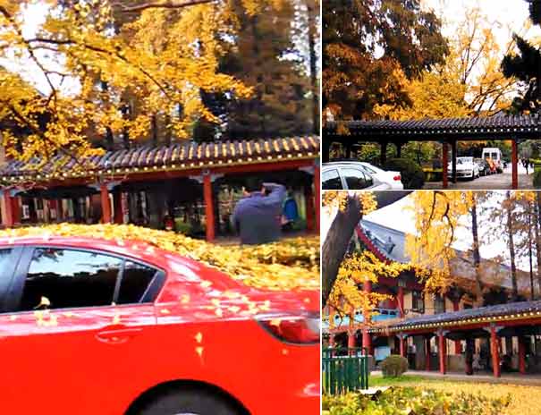 南京最美八大賞銀杏地推薦：南京師范大學(xué)隨園區(qū)銀杏