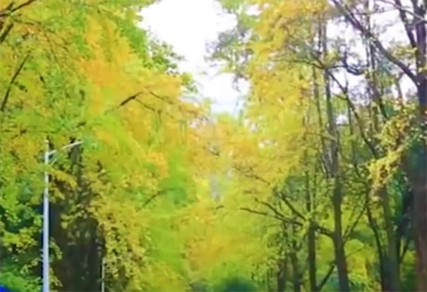 南京最美八大賞銀杏地推薦：南京大學(xué)鼓樓校區(qū)銀杏