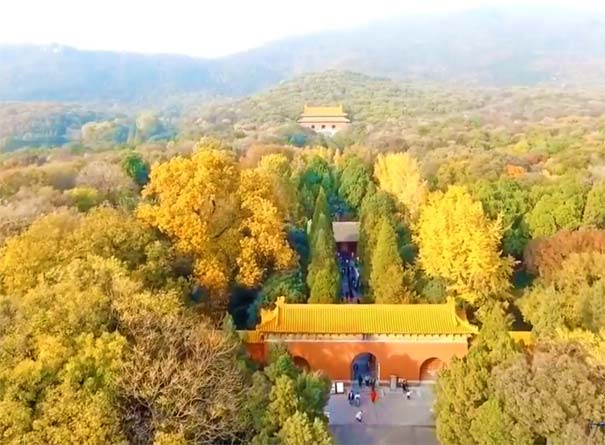 南京最美八大賞銀杏地推薦：明孝陵銀杏