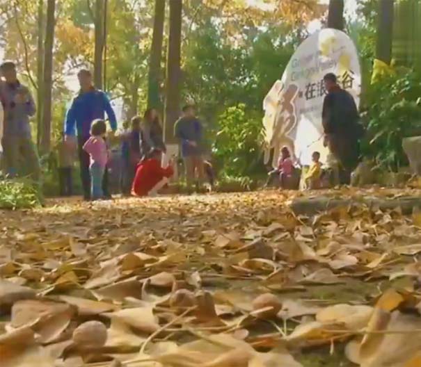 南京最美八大賞銀杏地推薦：南京清涼山銀杏
