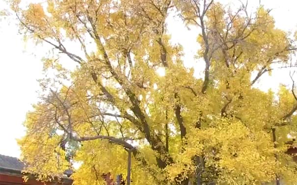 南京最美八大賞銀杏地推薦：南京江浦慧濟(jì)寺銀杏