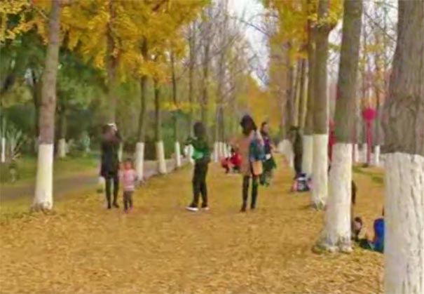 南京最美八大賞銀杏地推薦：南京金陵圖書館銀杏林