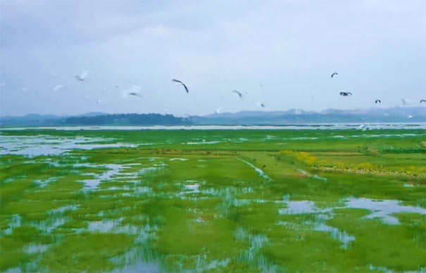 威寧草海上空飛舞的黑頸鶴