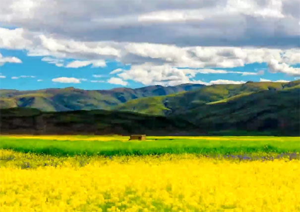 威寧草海油菜花