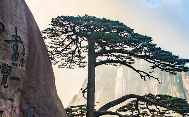 黄山玉屏迎客松 黄山玉屏迎客松