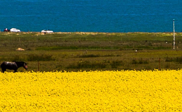 青海湖油菜花 青海湖油菜花