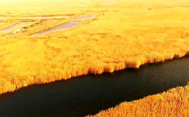 新疆博湖縣博斯騰湖秋季蘆葦