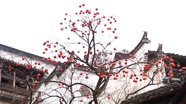 婺源百年柿子樹 婺源百年柿子樹