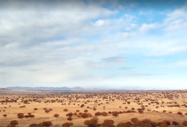 代欽塔拉五角楓葉林