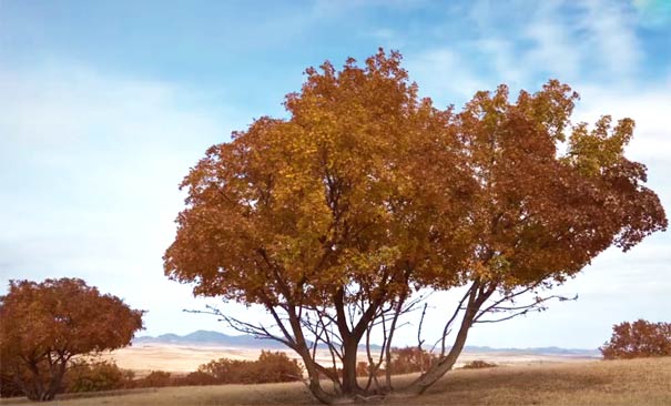 代欽塔拉五角楓葉林 代欽塔拉五角楓葉林