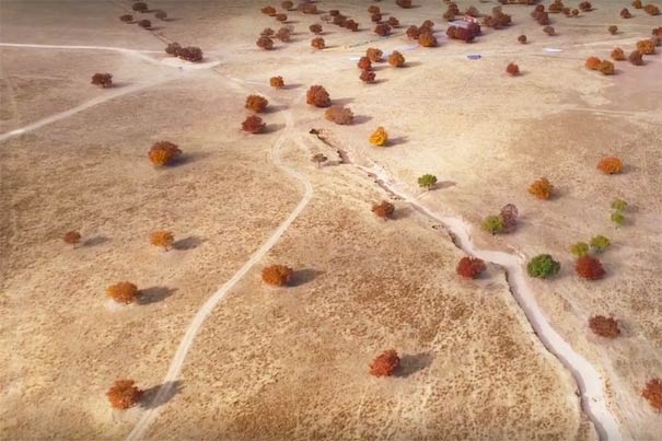 代欽塔拉五角楓葉林 代欽塔拉五角楓葉林