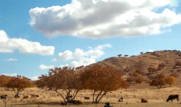 代欽塔拉五角楓葉林 代欽塔拉五角楓葉林